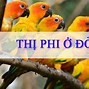 Thị Phi Có Nghĩa Là Gì